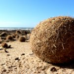 Sea Balls- What Are They And Their Various Types?